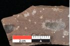 Foto (Detailansicht) von Graminea ? sp.  (NHMW-GEO-2024-0188-0392)